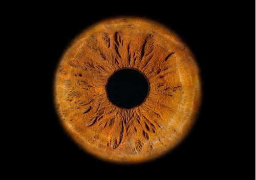 Iris von Annika Spandel