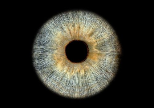 Iris von Enya Riegel-Gross